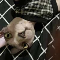 Gigi (Sphynx Betina) , Pepsi (Bambino yg pakai baju , Inosuke (Jantan Pedigree Black Solid) — foto utama