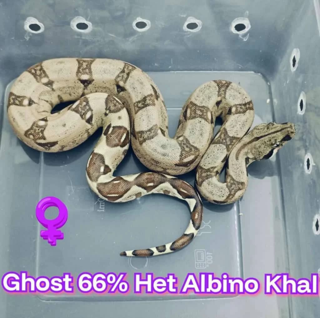BOA Ghost 66% Het Albino Khal — foto utama